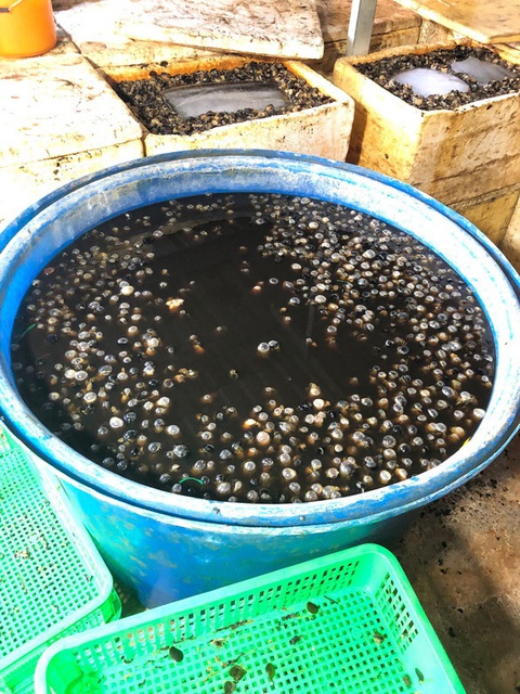 Rùng mình thực phẩm ngâm hóa chất: Làm sao nhận biết, sơ chế sao để bớt chất độc? - Ảnh 1. Rùng mình thực phẩm ngâm hóa chất: Làm sao nhận biết, sơ chế sao để bớt chất độc? - Ảnh 1.