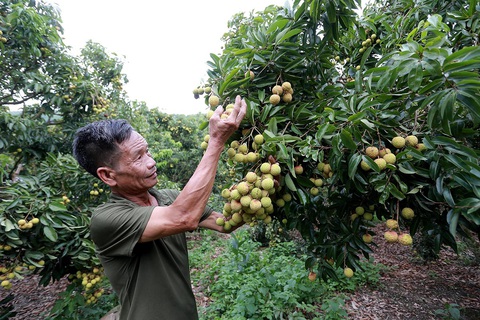 Vải thiều không COVID-19 - Ảnh 2. Vải thiều không COVID-19 - Ảnh 2.