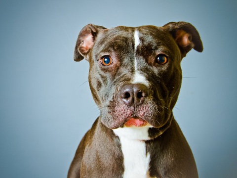 Những nước nào cấm giống chó Pitbull? - Ảnh 1. Những nước nào cấm giống chó Pitbull? - Ảnh 1.
