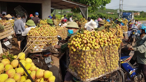 Bắc Giang thành lập 2 tổ hỗ trợ xuất khẩu vải thiều tại cửa khẩu - Ảnh 1. Bắc Giang thành lập 2 tổ hỗ trợ xuất khẩu vải thiều tại cửa khẩu - Ảnh 1.