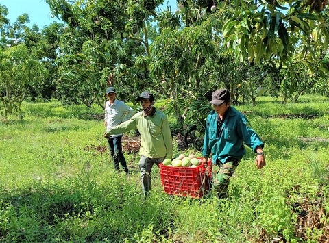 Sao không đưa xoài Úc Cam Ranh lên sàn thương mại điện tử? - Ảnh 1. Sao không đưa xoài Úc Cam Ranh lên sàn thương mại điện tử? - Ảnh 1.