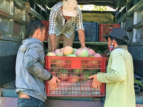 Sao không đưa xoài Úc Cam Ranh lên sàn thương mại điện tử? - Ảnh 4. Sao không đưa xoài Úc Cam Ranh lên sàn thương mại điện tử? - Ảnh 4.
