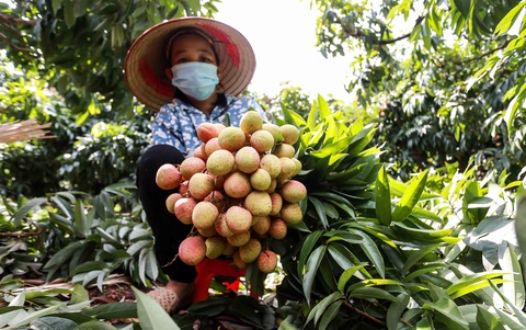 Phó thủ tướng yêu cầu tăng cường hỗ trợ, tiêu thụ nông sản cho Bắc Giang - Ảnh 1. Phó thủ tướng yêu cầu tăng cường hỗ trợ, tiêu thụ nông sản cho Bắc Giang - Ảnh 1.