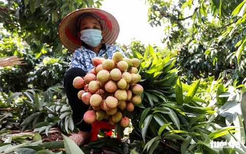 20 tấn vải thiều Bắc Giang lên đường sang Nhật - Ảnh 4. 20 tấn vải thiều Bắc Giang lên đường sang Nhật - Ảnh 4.