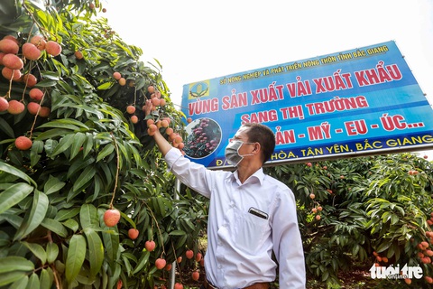 20 tấn vải thiều Bắc Giang lên đường sang Nhật - Ảnh 2. 20 tấn vải thiều Bắc Giang lên đường sang Nhật - Ảnh 2.