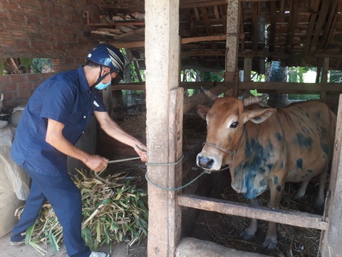 Bệnh viêm da nổi cục ở trâu bò bùng phát tại Bình Định - Ảnh 1. Bệnh viêm da nổi cục ở trâu bò bùng phát tại Bình Định - Ảnh 1.