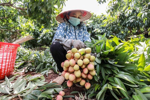 Vải thiều Lục Ngạn - Bắc Giang bị ép giá còn 2.000 đồng/kg? - Ảnh 2. Vải thiều Lục Ngạn - Bắc Giang bị ép giá còn 2.000 đồng/kg? - Ảnh 2.