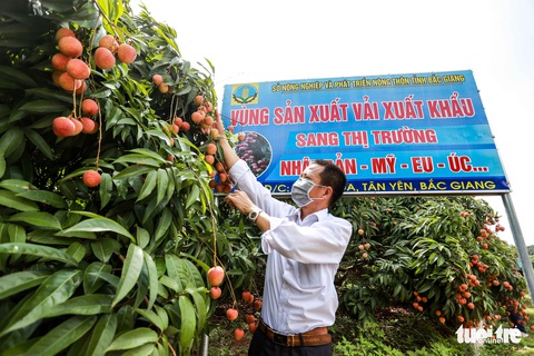 Một ngày, khách Nhật mua gần 20 tấn vải thiều Bắc Giang, giá 340.000 đồng/kg - Ảnh 2.