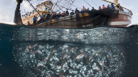Seaspiracy - Sự thật về nghề cá bền vững - Máu của cá và của đại dương - Ảnh 1. Seaspiracy - Sự thật về nghề cá bền vững - Máu của cá và của đại dương - Ảnh 1.