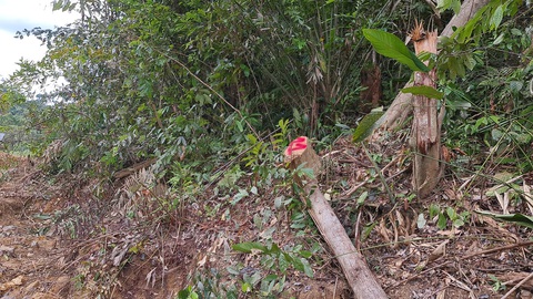 Phá rừng phòng hộ làm đường thi công thủy điện - Ảnh 3. Phá rừng phòng hộ làm đường thi công thủy điện - Ảnh 3.