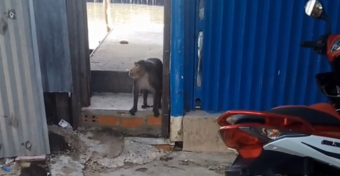 Bị trúng thuốc mê, khỉ đuôi dài chạy mất tăm rồi lại tiếp tục trộm vặt ở quận 8 - Ảnh 2. Bị trúng thuốc mê, khỉ đuôi dài chạy mất tăm rồi lại tiếp tục trộm vặt ở quận 8 - Ảnh 2.