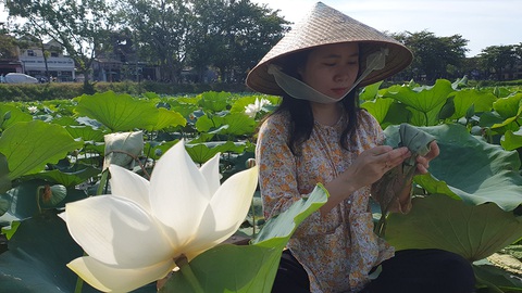 Sen cung đình lại nở trắng hồ cố đô - Ảnh 3. Sen cung đình lại nở trắng hồ cố đô - Ảnh 3.