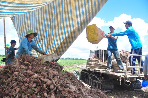 Khoai lang Vĩnh Long kêu gọi giải cứu vì không xuất được sang Trung Quốc - Ảnh 5. Khoai lang Vĩnh Long kêu gọi giải cứu vì không xuất được sang Trung Quốc - Ảnh 5.