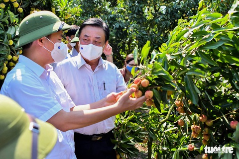 Bắc Giang đề nghị cho xe chở vải thiều đi luồng xanh không cần kiểm dịch - Ảnh 1. Bắc Giang đề nghị cho xe chở vải thiều đi luồng xanh không cần kiểm dịch - Ảnh 1.