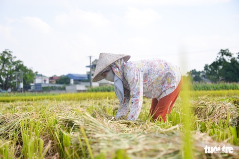 Tháng năm mùa gặt về, nông dân ‘đội nắng’ ra đồng thu hoạch lúa - Ảnh 1. Tháng năm mùa gặt về, nông dân ‘đội nắng’ ra đồng thu hoạch lúa - Ảnh 1.