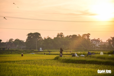Tháng năm mùa gặt về, nông dân ‘đội nắng’ ra đồng thu hoạch lúa - Ảnh 9. Tháng năm mùa gặt về, nông dân ‘đội nắng’ ra đồng thu hoạch lúa - Ảnh 9.