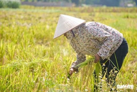 Tháng năm mùa gặt về, nông dân ‘đội nắng’ ra đồng thu hoạch lúa - Ảnh 3. Tháng năm mùa gặt về, nông dân ‘đội nắng’ ra đồng thu hoạch lúa - Ảnh 3.