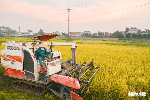 Tháng năm mùa gặt về, nông dân ‘đội nắng’ ra đồng thu hoạch lúa - Ảnh 4. Tháng năm mùa gặt về, nông dân ‘đội nắng’ ra đồng thu hoạch lúa - Ảnh 4.