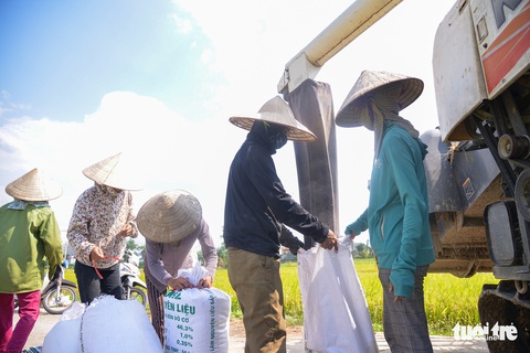 Tháng năm mùa gặt về, nông dân ‘đội nắng’ ra đồng thu hoạch lúa - Ảnh 7. Tháng năm mùa gặt về, nông dân ‘đội nắng’ ra đồng thu hoạch lúa - Ảnh 7.