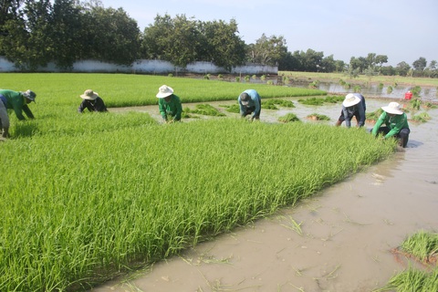 Ông Hồ Quang Cua: Muốn nhượng bản quyền gạo ST25 cho Nhà nước với giá xứng đáng - Ảnh 1. Ông Hồ Quang Cua: Muốn nhượng bản quyền gạo ST25 cho Nhà nước với giá xứng đáng - Ảnh 1.