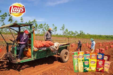 Vụ khoai tây đầu tiên của PepsiCo Việt Nam tại Gia Lai vượt ngưỡng kỳ vọng - Ảnh 5. Vụ khoai tây đầu tiên của PepsiCo Việt Nam tại Gia Lai vượt ngưỡng kỳ vọng - Ảnh 5.