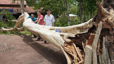 Nhiều cây lớn ngã đổ, tạm ngưng đón khách đến Trung ương Cục miền Nam - Ảnh 1. Nhiều cây lớn ngã đổ, tạm ngưng đón khách đến Trung ương Cục miền Nam - Ảnh 1.