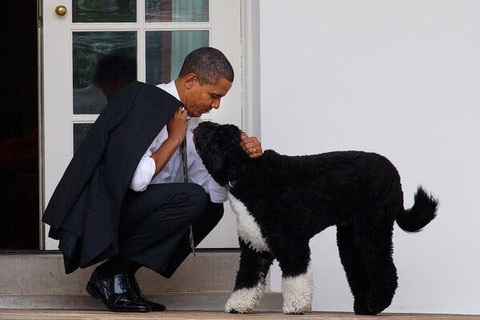 Gia đình Obama vĩnh biệt cún cưng bị ung thư - Ảnh 1. Gia đình Obama vĩnh biệt cún cưng bị ung thư - Ảnh 1.