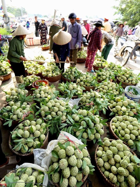 Quả na đứng thứ 2 trong 15 loại thực phẩm dinh dưỡng tốt nhất - Ảnh 2. Quả na đứng thứ 2 trong 15 loại thực phẩm dinh dưỡng tốt nhất - Ảnh 2.
