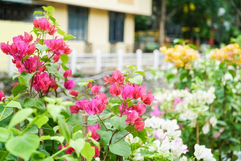 Điểm đen ô nhiễm thành con đường thơ mộng ngay giữa thủ đô - Ảnh 4. Điểm đen ô nhiễm thành con đường thơ mộng ngay giữa thủ đô - Ảnh 4.