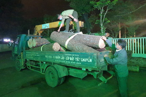 Bắt lâm tặc đốn hạ thông cổ thụ trong khu du lịch quốc gia hồ Tuyền Lâm - Ảnh 1. Bắt lâm tặc đốn hạ thông cổ thụ trong khu du lịch quốc gia hồ Tuyền Lâm - Ảnh 1.