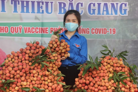 Hàng ngàn ‘áo xanh’ tình nguyện thu hoạch vải thiều giúp dân xuyên đêm - Ảnh 1. Hàng ngàn ‘áo xanh’ tình nguyện thu hoạch vải thiều giúp dân xuyên đêm - Ảnh 1.