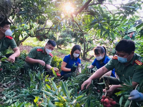 Hàng ngàn ‘áo xanh’ tình nguyện thu hoạch vải thiều giúp dân xuyên đêm - Ảnh 2. Hàng ngàn ‘áo xanh’ tình nguyện thu hoạch vải thiều giúp dân xuyên đêm - Ảnh 2.