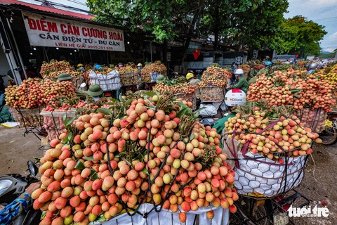 Phó thủ tướng Lê Văn Thành yêu cầu các nơi không ngăn sông, cấm chợ xe chở vải thiều - Ảnh 1. Phó thủ tướng Lê Văn Thành yêu cầu các nơi không ngăn sông, cấm chợ xe chở vải thiều - Ảnh 1.