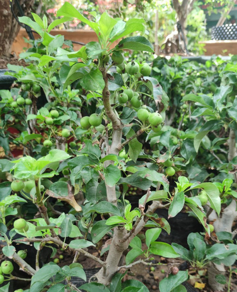 TP.HCM: 12 hộ dân tại điểm phong tỏa thi chăm sóc cây táo - Ảnh 2. TP.HCM: 12 hộ dân tại điểm phong tỏa thi chăm sóc cây táo - Ảnh 2.