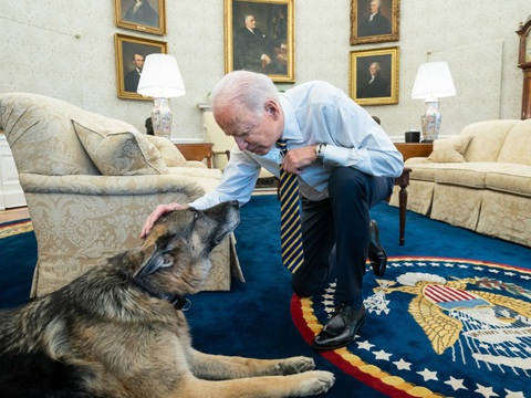 Vợ chồng Tổng thống Biden chia tay cún cưng sau 13 năm chung sống - Ảnh 1. Vợ chồng Tổng thống Biden chia tay cún cưng sau 13 năm chung sống - Ảnh 1.