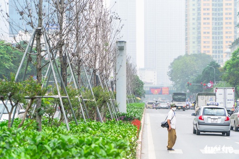 Hà Nội bứng dời hàng phong lá đỏ trong đêm - Ảnh 3. Hà Nội bứng dời hàng phong lá đỏ trong đêm - Ảnh 3.