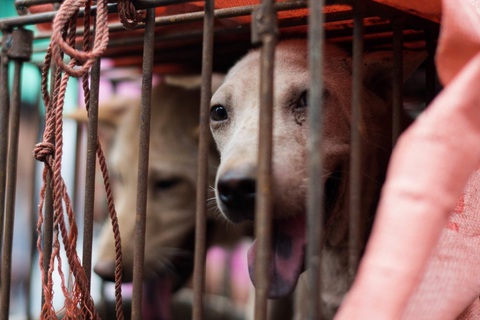 Người Trung Quốc lại tranh cãi về lễ hội thịt chó lớn nhất nước - Ảnh 1. Người Trung Quốc lại tranh cãi về lễ hội thịt chó lớn nhất nước - Ảnh 1.