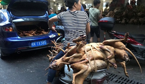 Người Trung Quốc lại tranh cãi về lễ hội thịt chó lớn nhất nước - Ảnh 2. Người Trung Quốc lại tranh cãi về lễ hội thịt chó lớn nhất nước - Ảnh 2.