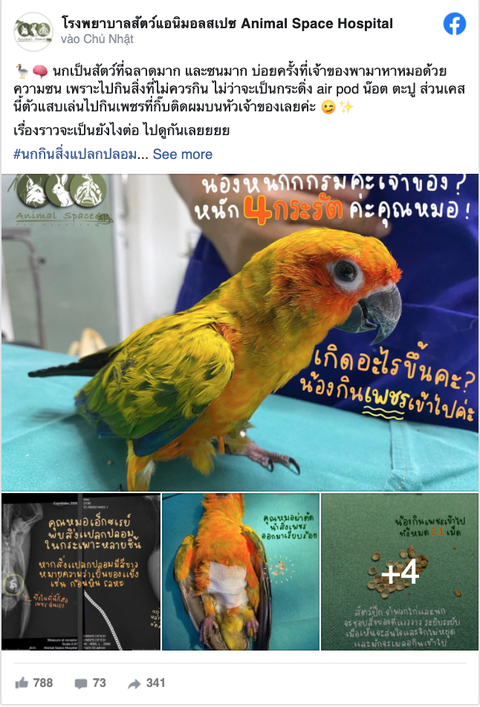 Thái Lan: Vẹt mở trộm hộp trang sức chén sạch 21 viên kim cương của chủ nhân - Ảnh 1. Thái Lan: Vẹt mở trộm hộp trang sức chén sạch 21 viên kim cương của chủ nhân - Ảnh 1.