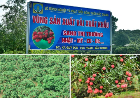 Hành trình vượt tâm dịch của vải thiều Bắc Giang - Ảnh 1. Hành trình vượt tâm dịch của vải thiều Bắc Giang - Ảnh 1.