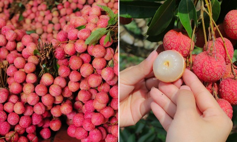 Hành trình vượt tâm dịch của vải thiều Bắc Giang - Ảnh 3. Hành trình vượt tâm dịch của vải thiều Bắc Giang - Ảnh 3.