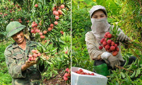 Hành trình vượt tâm dịch của vải thiều Bắc Giang - Ảnh 4. Hành trình vượt tâm dịch của vải thiều Bắc Giang - Ảnh 4.