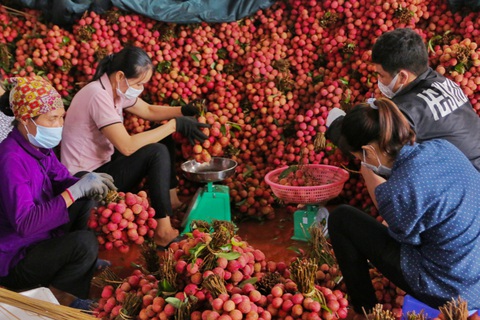 Hành trình vượt tâm dịch của vải thiều Bắc Giang - Ảnh 6. Hành trình vượt tâm dịch của vải thiều Bắc Giang - Ảnh 6.