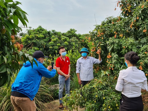 Mục tiêu bán 100 tấn vải thiều Bắc Giang trên Sendo - Ảnh 1. Mục tiêu bán 100 tấn vải thiều Bắc Giang trên Sendo - Ảnh 1.