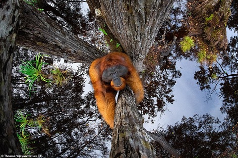 Thiên nhiên hùng vĩ, mơ màng và quyến rũ qua giải ảnh Nature TTL năm 2021 - Ảnh 1. Thiên nhiên hùng vĩ, mơ màng và quyến rũ qua giải ảnh Nature TTL năm 2021 - Ảnh 1.