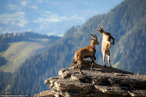 Thiên nhiên hùng vĩ, mơ màng và quyến rũ qua giải ảnh Nature TTL năm 2021 - Ảnh 3. Thiên nhiên hùng vĩ, mơ màng và quyến rũ qua giải ảnh Nature TTL năm 2021 - Ảnh 3.