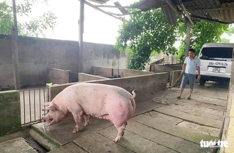 Bà con xứ Nghệ mổ heo làm chà bông gửi ra tâm dịch Bắc Giang - Ảnh 1. Bà con xứ Nghệ mổ heo làm chà bông gửi ra tâm dịch Bắc Giang - Ảnh 1.
