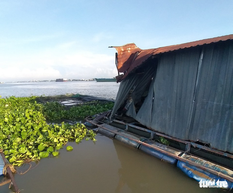 Sà lan tông chìm 2 bè cá chuẩn bị thu hoạch trên sông Tiền - Ảnh 3. Sà lan tông chìm 2 bè cá chuẩn bị thu hoạch trên sông Tiền - Ảnh 3.