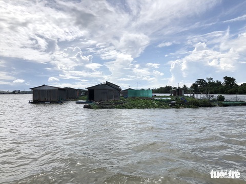 Sà lan tông chìm 2 bè cá chuẩn bị thu hoạch trên sông Tiền - Ảnh 1. Sà lan tông chìm 2 bè cá chuẩn bị thu hoạch trên sông Tiền - Ảnh 1.