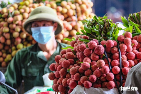 Vải thiều Việt Nam chất lượng vượt trội, ngon nhất ở thị trường Nhật Bản - Ảnh 1. Vải thiều Việt Nam chất lượng vượt trội, ngon nhất ở thị trường Nhật Bản - Ảnh 1.